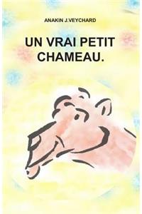 vrai petit chameau.