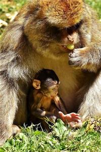 A Cute Barbary Macaque Mom and Baby Eating Grapes Journal