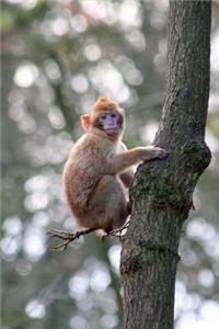 A Macaque Monkey Journal
