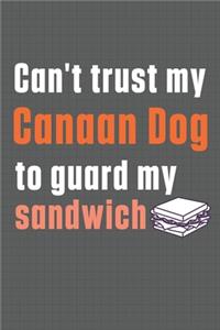 Can't trust my Canaan Dog to guard my sandwich