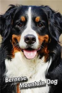 Bernese Mountain Dog