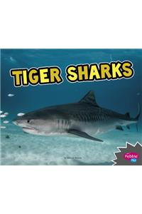All About Sharks Tiger Sharks