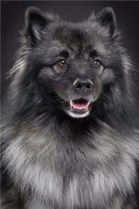 Keeshond