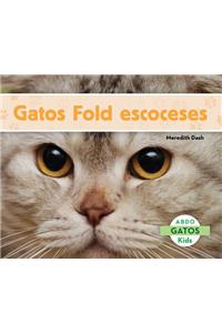 Gatos Fold Escoceses (Scottish Fold Cats)