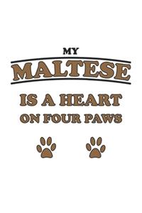 My Maltese is a heart on four paws