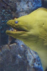 Yellow-Head Moraine Eel Marine Journal