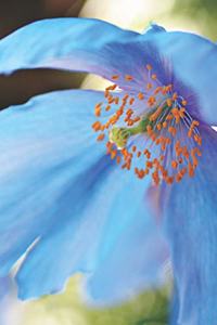 Blue Poppy