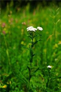 Achillea Millefolium Yarrow Flowers in France Journal