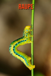 Raupe