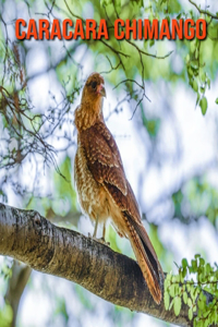 Caracara Chimango