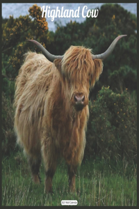Highland Cow 2021 Wall Calendar