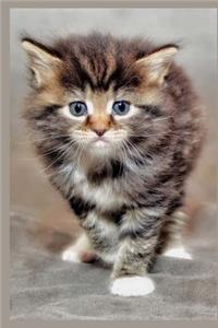 So Very Cute Maine Coon Kitten Cat Journal