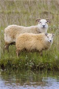 A Captivating Ram and Ewe Icelandic Sheep Journal