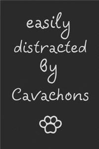 Easily distracted by Cavachons
