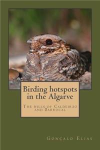 Birding Hotspots in the Algarve