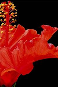 Hibiscus Notebook