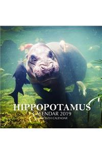 Hippopotamus Calendar 2019