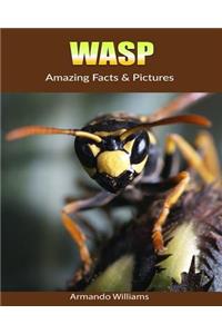 Wasp: Amazing Facts & Pictures