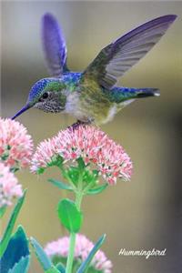 Hummingbird