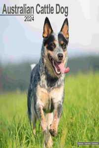 Australian Cattle Dog Calendar 2024  Square Dog Breed Wall Calendar - 16 Month