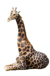 Giraffe Notebook