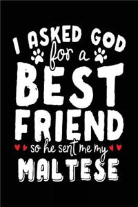 I Asked God For A Best Friend So He Sent Me My Maltese