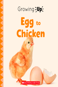 Egg to Chicken (Growing Up) (Paperback)