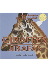 Giraffes / Jirafas