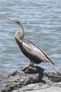 Darter on the Beach Bird Journal