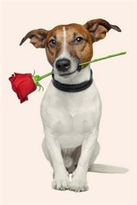 Jack Russell