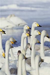 Journal Gaggle Geese Winter Lake