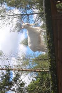 A White Billy Goat Standing on the Roof Journal