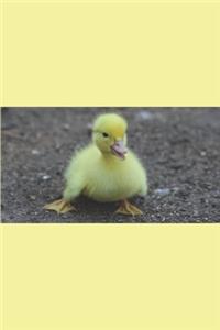 Duckling