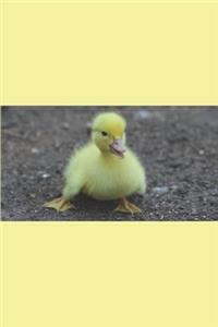 Duckling