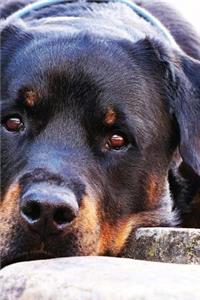 Rottweiler I Will Nap Now Journal