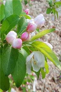 2019 Weekly Planner Spring Flower Buds Ready To Open 134 Pages