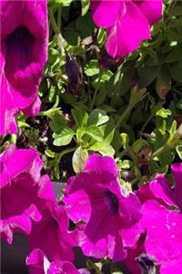 Beautiful Summer Geraniums 2019 Daily Planner 384 Pages