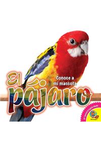 Pájaro