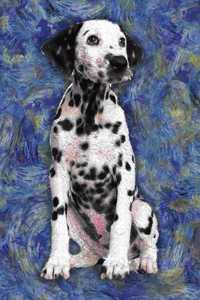 Dalmation