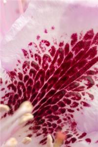 Pink Rhododendron Flower Blossom Journal