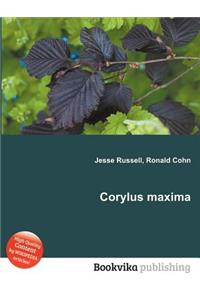 Corylus Maxima
