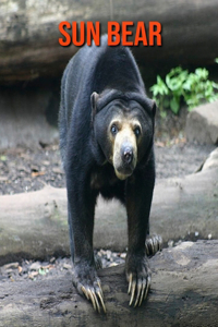 Sun Bear