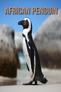 African penguin