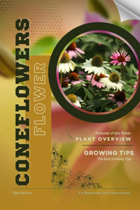 Coneflowers