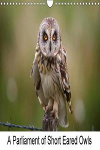 Parliament of  Short Eared Owls 2018