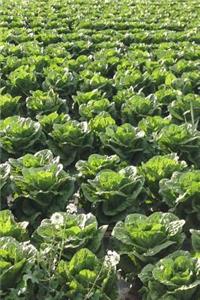 A Field of Lettuce Plants Journal