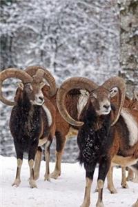 Mouflon Rams Wild Sheep on a Winter Day Journal