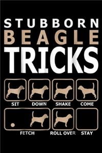 stubborn beagle tricks sit down shake come fetch roll over saty