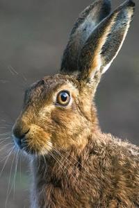 Hare Notebook, The