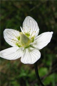 Swamp Sweetheart Flower Journal